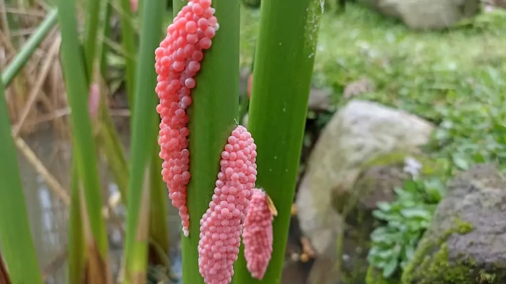 Berliner Kleingärtner aufgepasst: Pinke Eier im Garten entdeckt? Das ist jetzt sofort zu tun